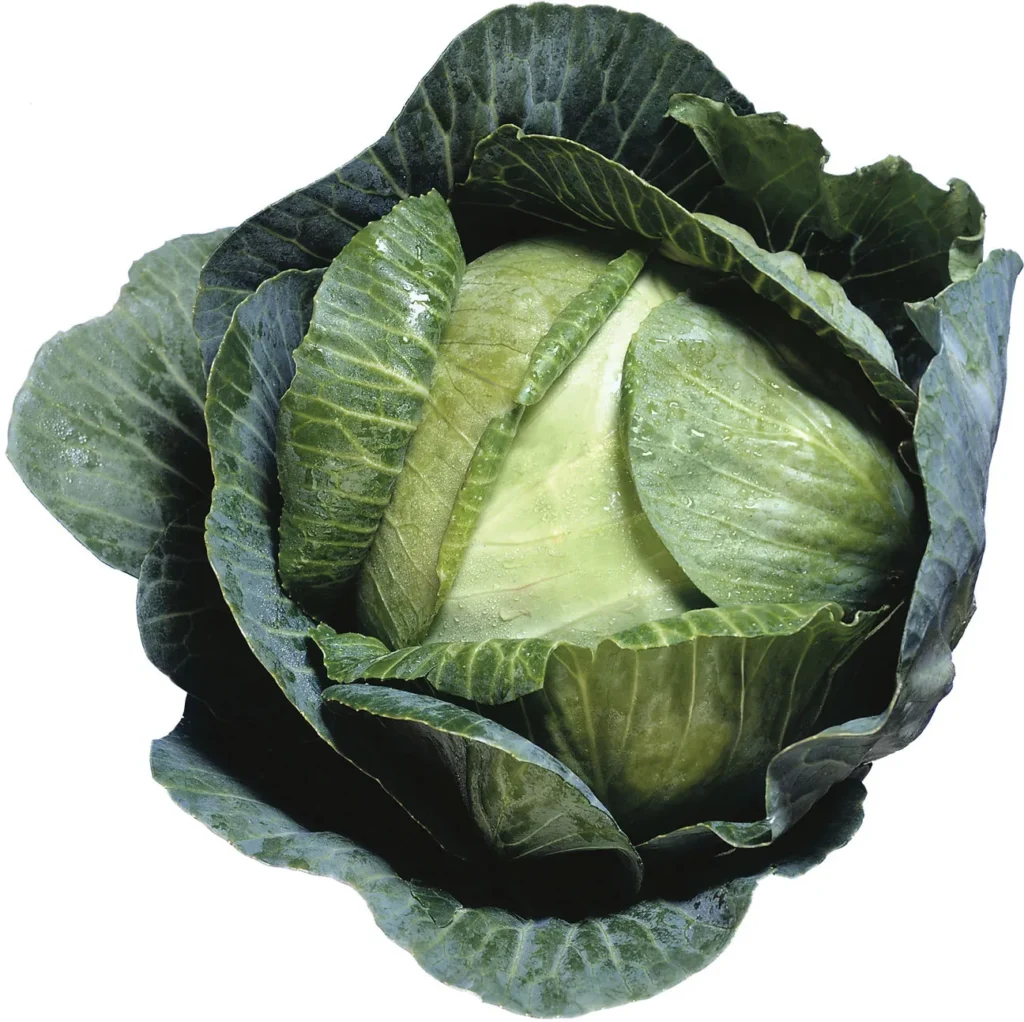 brassica
